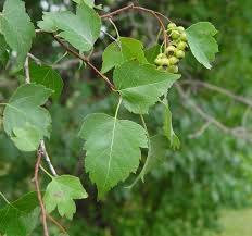 Crataegus cordata - Washington Thorn Hawthorn
