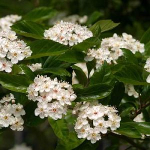 Crataegus carrierei - Hawthorn