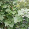 Crataegus laevigata- Pauls Scarlet Hawthorn
