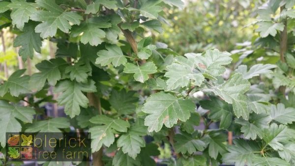 Crataegus laevigata- Pauls Scarlet Hawthorn