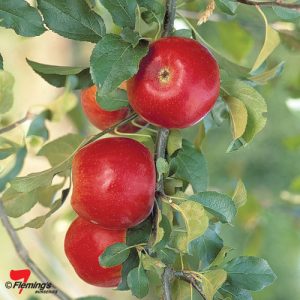 Apple - Crimson Crisp