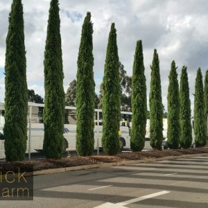 Cupressus sempervirens 'Glauca' - Italian Pencil Pine