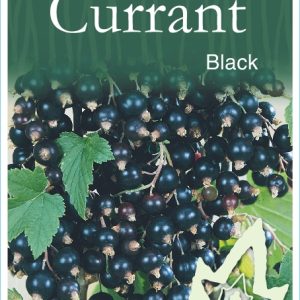Currant – Black