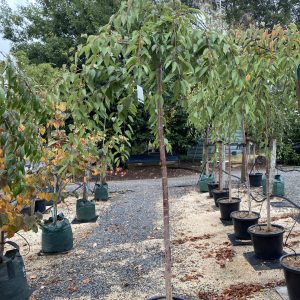 Prunus x subhirtella pendula - Alba Weeping Cherry