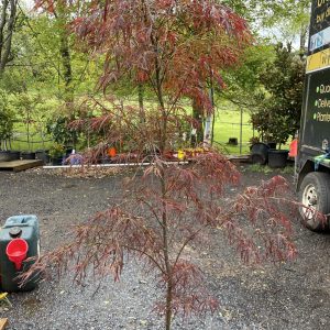 Acer palmatum - Red Pygmy