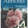 Prunus amygdalus roseo plena - Flowering Almond Double Pink