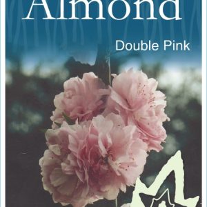 Prunus amygdalus roseo plena - Flowering Almond Double Pink