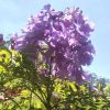Jacaranda mimosifolia - Jacaranda - Image 2