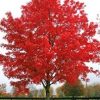 Acer rubrum - October Glory