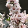 Prunus Elvins - White & Pink Flowering Plum - Image 2