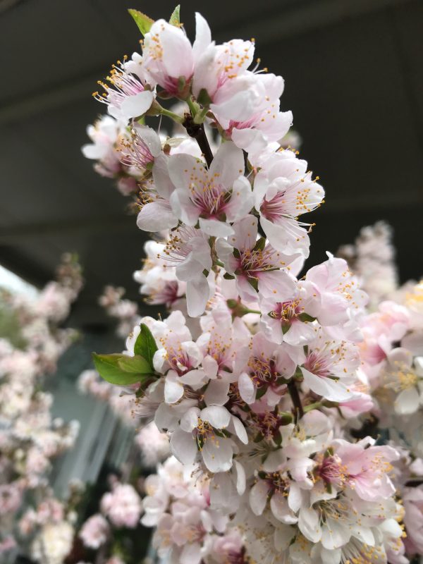 Prunus Elvins - White & Pink Flowering Plum - Image 2