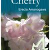 Prunus 'Amanogawa' - Flowering Cherry