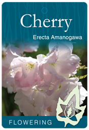 Prunus 'Amanogawa' - Flowering Cherry