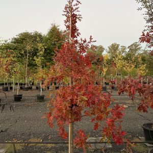 Quercus palustris - Pin Oak