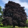 Fagus sylvatica purpurea - Purple Beech or Copper Beech - Image 2