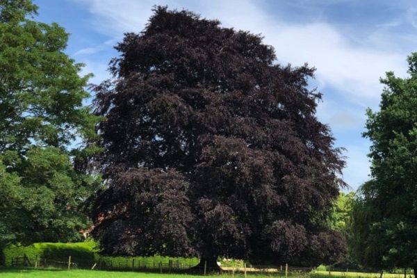 Fagus sylvatica purpurea - Purple Beech or Copper Beech - Image 2