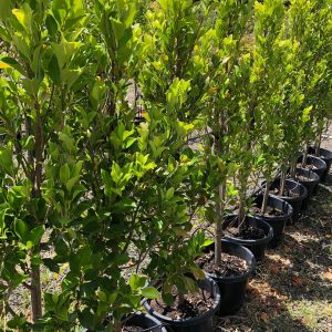 Ficus microcarpa hillii