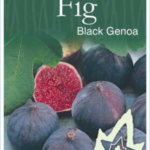 Fig – Black Genoa