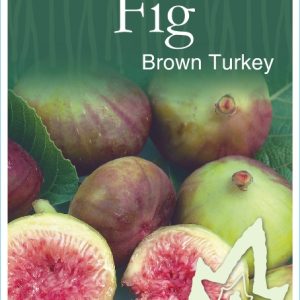Fig – Brown Turkey