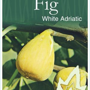 Fig – White Adriatic