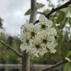 Pyrus nivalis - Snow Pear - Image 2