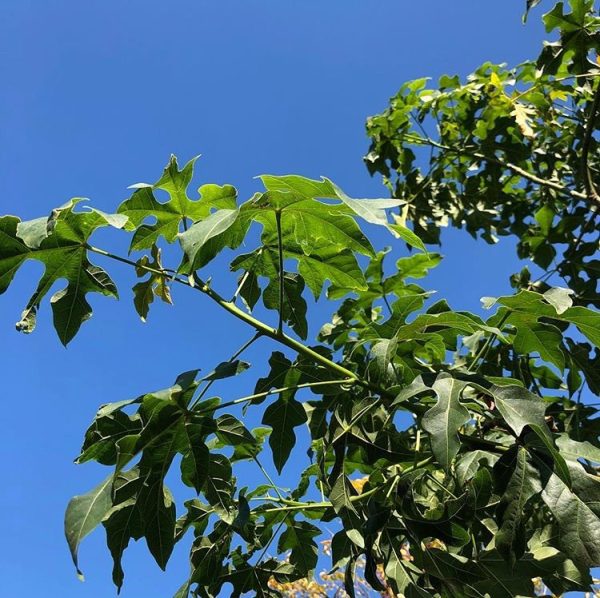 Brachychiton acerifolius - Illawarra Flame Tree