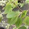 Pyrus nivalis - Snow Pear - Image 3