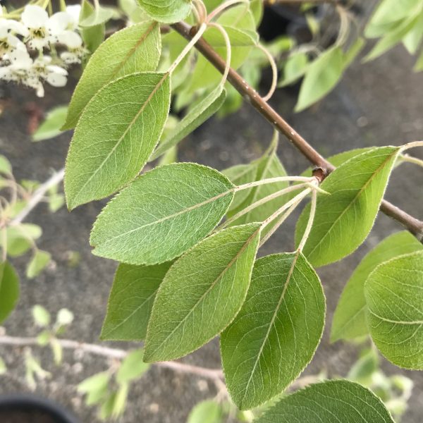 Pyrus nivalis - Snow Pear - Image 3