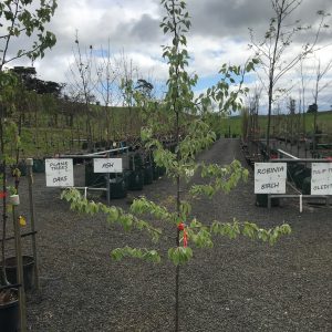 Pyrus nivalis - Snow Pear