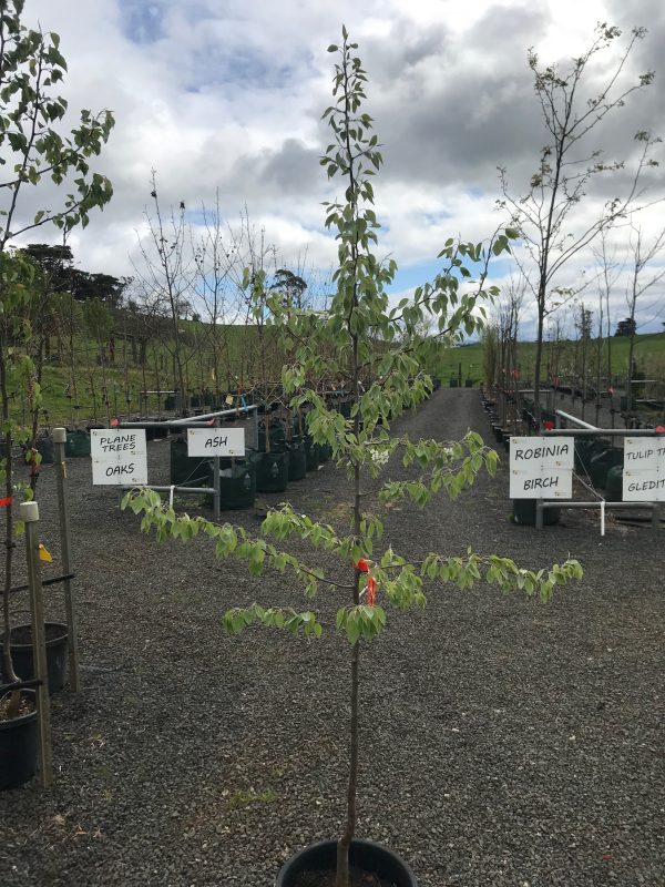 Pyrus nivalis - Snow Pear