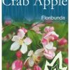 Malus floribunda - Japanese Flowering Crab Apple - Image 4