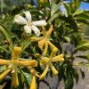 Hymenosporum flavum - Native Frangipani
