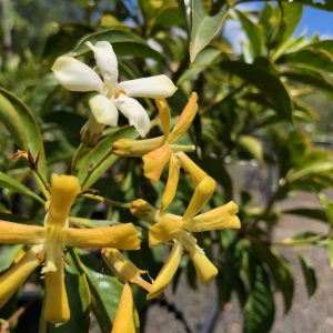 Hymenosporum flavum - Native Frangipani