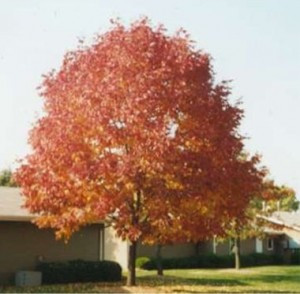 Fraxinus pennsylvanica - Cimmzam / Cimmaron