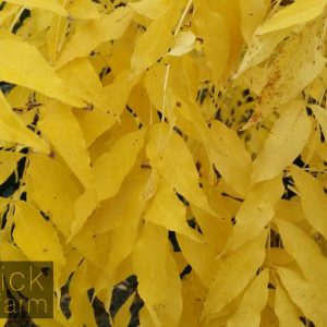 Fraxinus excelsior aurea - Golden Ash