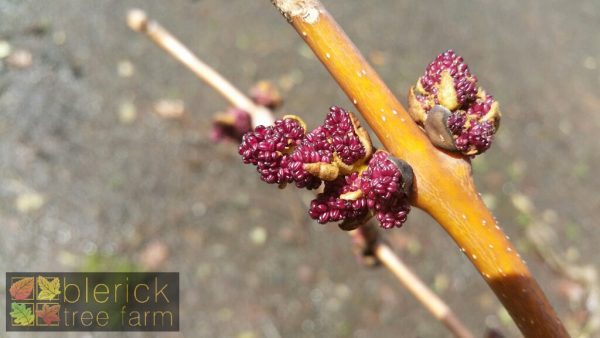Fraxinus excelsior aurea - Golden Ash - Image 5