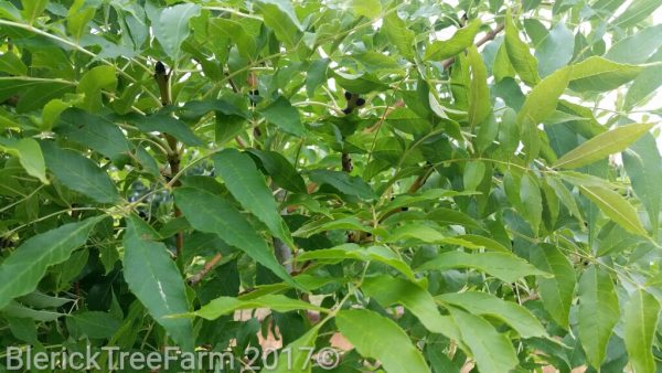 Fraxinus excelsior aurea - Golden Ash - Image 2