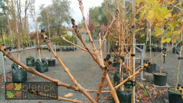 Fraxinus excelsior aurea - Golden Ash - Image 4