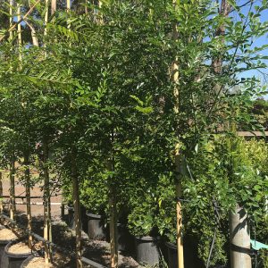 Fraxinus griffithii - Evergreen Ash / Flowering Ash