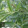 Fraxinus raywoodi - Claret Ash - Image 2
