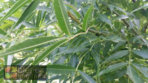 Fraxinus raywoodi - Claret Ash - Image 2