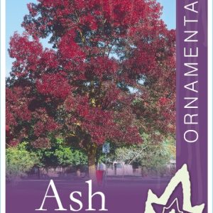Fraxinus raywoodi - Claret Ash