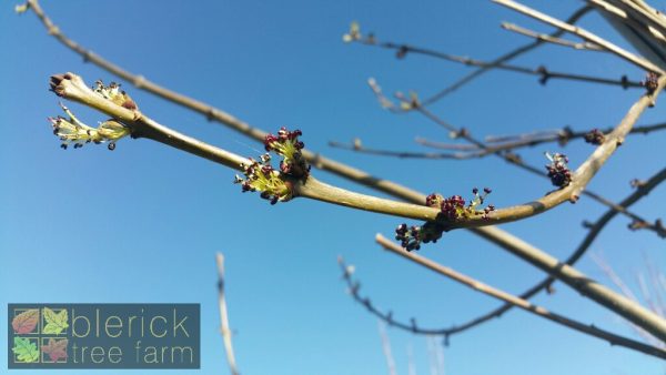 Fraxinus raywoodi - Claret Ash - Image 4