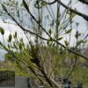 Fraxinus raywoodi - Claret Ash - Image 3