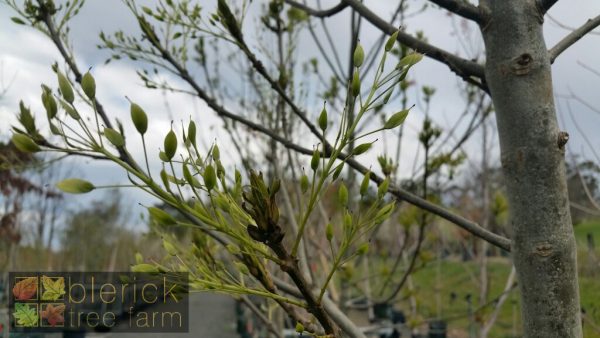Fraxinus raywoodi - Claret Ash - Image 3