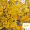 Ginkgo biloba 'Maidenhair Tree'