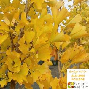 Ginkgo biloba 'Maidenhair Tree'