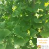 Ginkgo biloba 'Maidenhair Tree' - Image 2