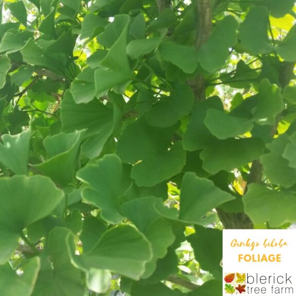 Ginkgo biloba 'Maidenhair Tree' - Image 2
