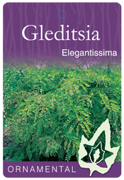 Gleditsia - Elegantissima